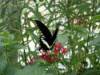 23Swallowtail.jpg