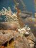 Seadragons and Kelp