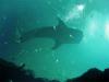 Tunnel Whale Shark 5